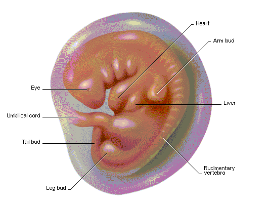 images of 5 week fetus. What forms in the embryo first