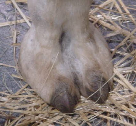 camel_hoof_6.jpg (37842 bytes)