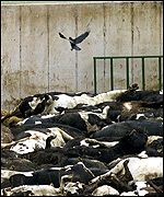 _1702393_cows150.jpg (11379 bytes)