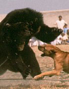 bear1.jpg (8452 bytes)