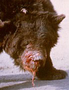 bear2.jpg (8501 bytes)