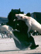 bear3.jpg (7945 bytes)