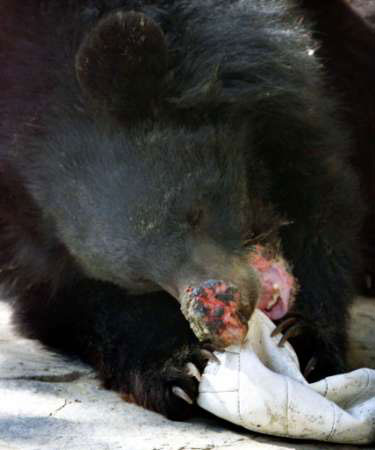 bear5.jpg (21836 bytes)
