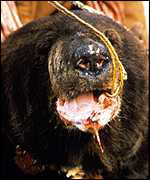 bear8.jpg (8599 bytes)