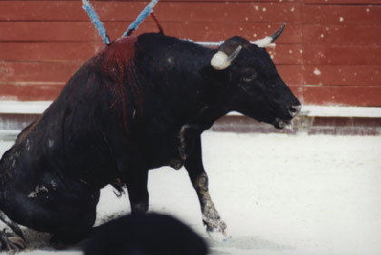 bullfight1.jpg (19118 bytes)