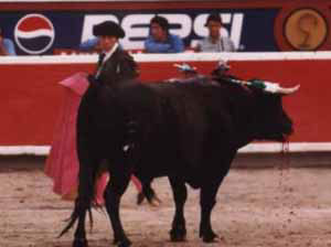bullfight11.jpg (11059 bytes)