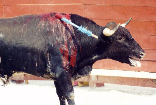 bullfight3.jpg (45039 bytes)
