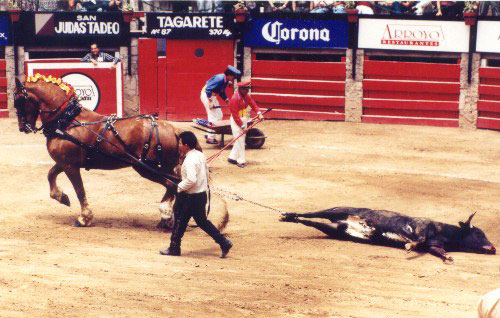 bullfight35.jpg (58677 bytes)