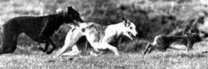 course7.jpg (8786 bytes)