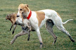 coursing.jpg (13383 bytes)