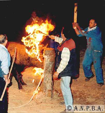 fiesta14.jpg (40073 bytes)