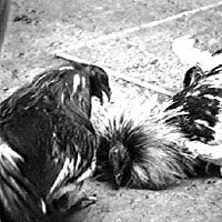 fight.jpg (15971 bytes)