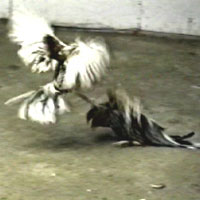fight2.jpg (9481 bytes)