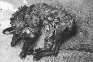 foxhunt3.jpg (13063 bytes)