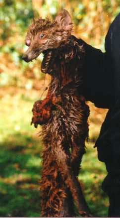 foxhunt4.jpg (21454 bytes)
