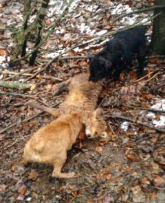 hunt14.jpg (29866 bytes)