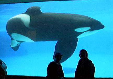 orca10.jpg (20056 bytes)
