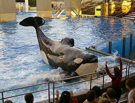 orca15.jpg (62881 bytes)
