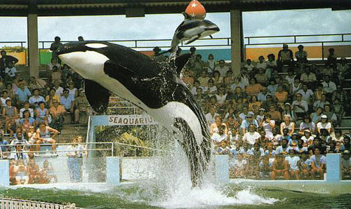 orca26.jpg (63585 bytes)