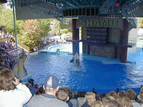 orca29.jpg (61158 bytes)