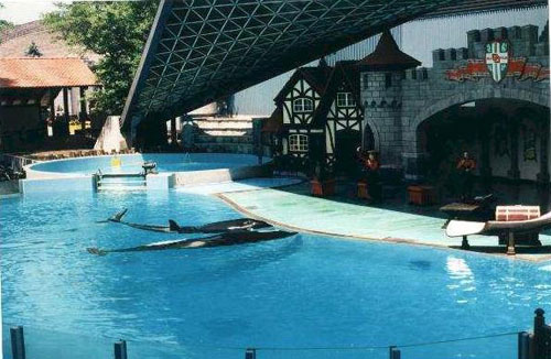 orca33.jpg (53079 bytes)