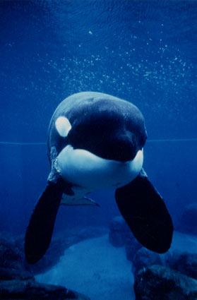 orca34.jpg (20605 bytes)