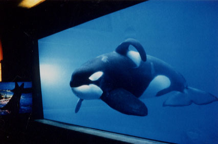 orca35.jpg (17825 bytes)