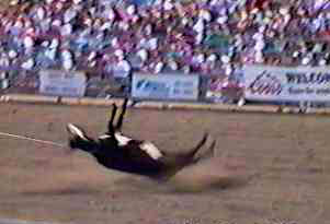 rodeo25.jpg (11590 bytes)