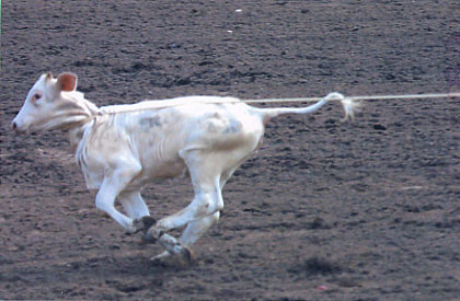rodeo45.jpg (35897 bytes)
