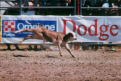 rodeo46.jpg (58579 bytes)