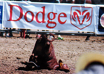 rodeo51.jpg (41110 bytes)