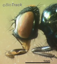 fly head