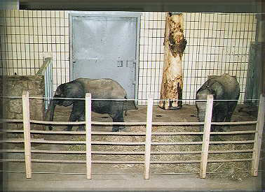 zoo1.jpg (31535 bytes)