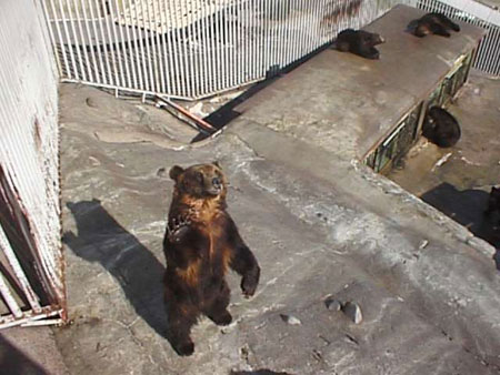 zoo16.jpg (44623 bytes)