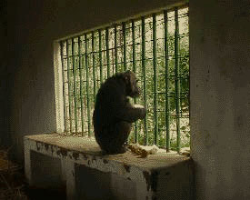 zoo24.jpg (17409 bytes)