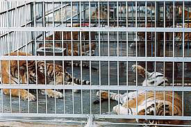 zoo31.jpg (24813 bytes)