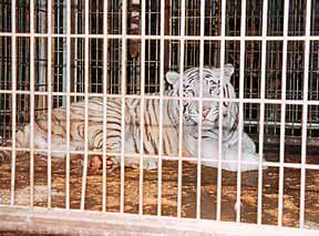 zoo42.jpg (23396 bytes)