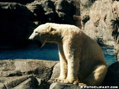 zoo8.jpg (34378 bytes)
